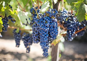 Important Occasions on which you may gift a Wine